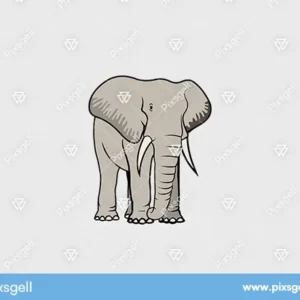 Cartoon Elephant Vector