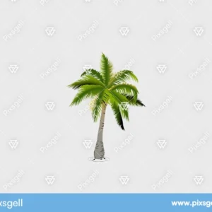 Cartoon Palm Tree Vector Illustration