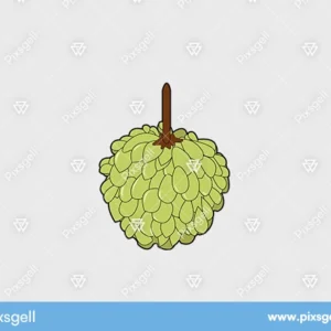 Custard Apple Cartoon Vector