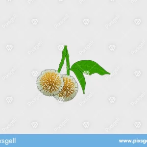 Kadamba Flower Vector