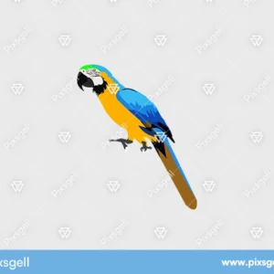 Macaw Parrot Vector