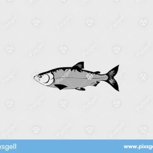 Realistic Fish Vector