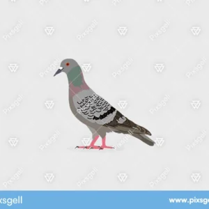 Realistic Pigeon Vector